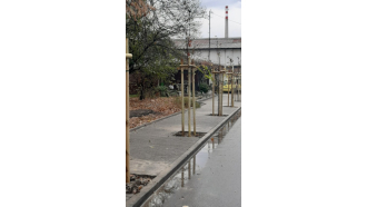 Как наскоро ремонтиран тротоар в Севлиево беше разрушен, за да се направи място за дървета