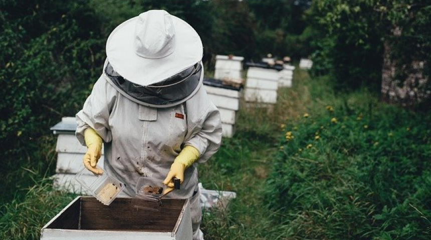 Над 500 доброволци от TELUS International Bulgaria помагат на 50 пчелари от цялата страна