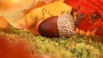 Обявиха 14-ия конкурс "Златна есен -плодовете на есента&quo