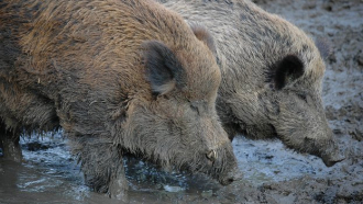 Груповият лов на дива свиня се удължава до 16 февруари 2020 г.