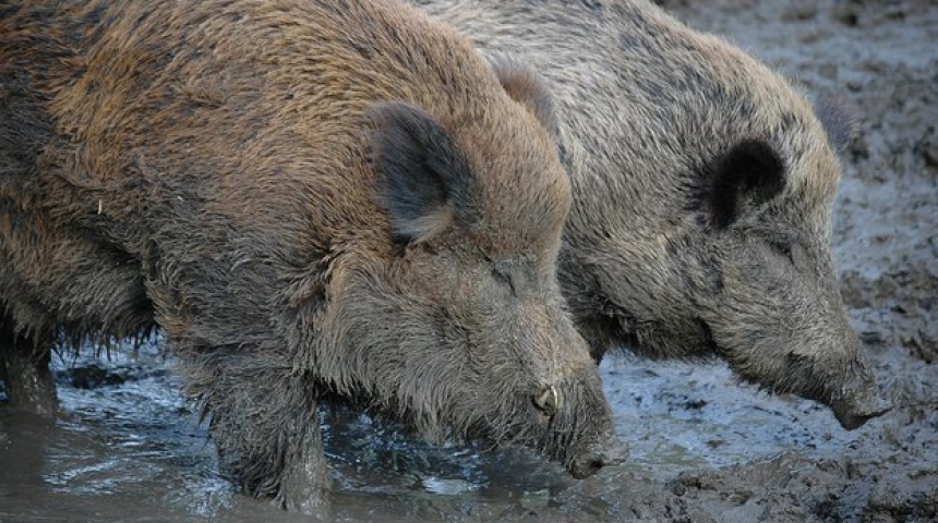 Груповият лов на дива свиня се удължава до 16 февруари 2020 г.
