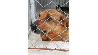 Изчезват ли кучета в Севлиево и селата? И къде са животните?