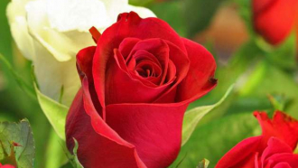Живи рози ще "нарисуват" родния трибагреник в парк Каз